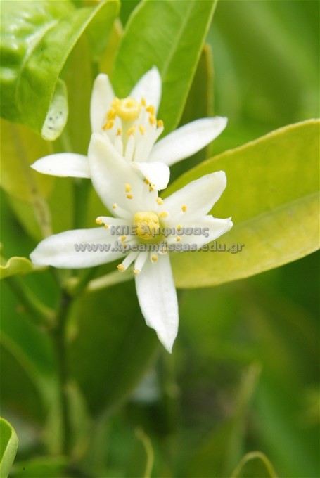 Citrus limon