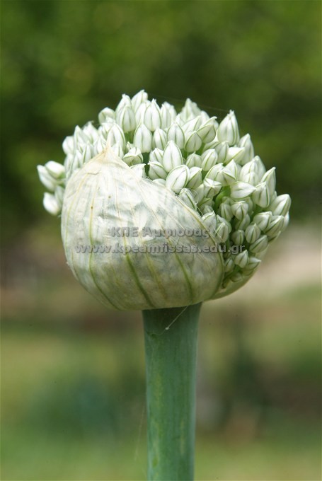 Allium cepa