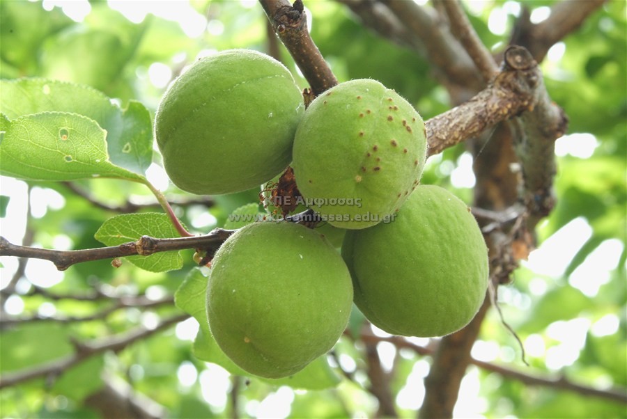 Prunus armeniaca