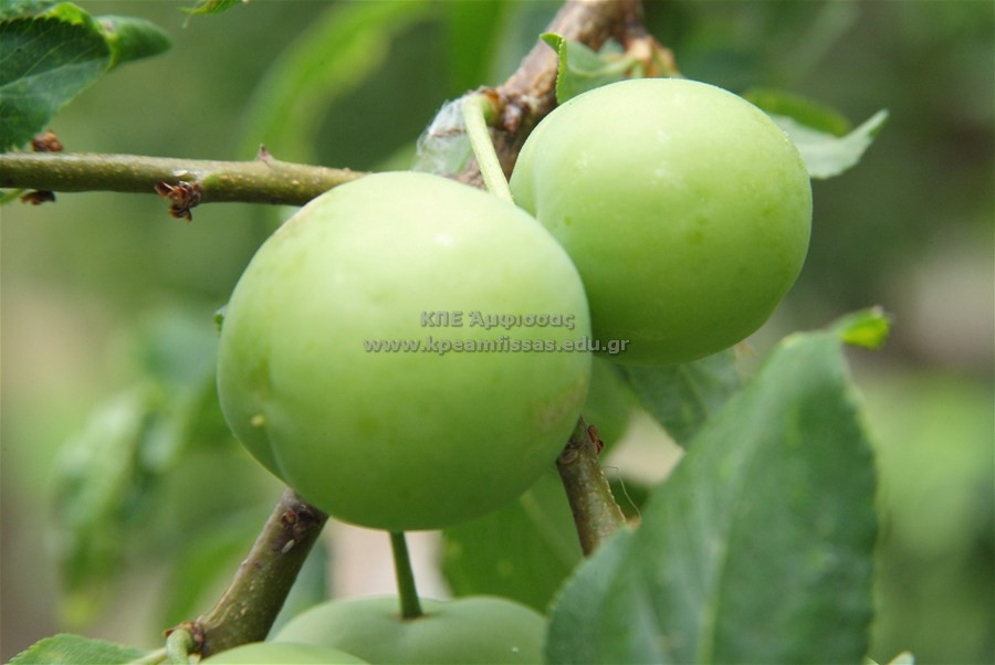 Prunus domestica
