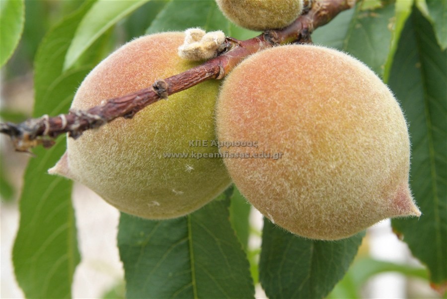Prunus persica