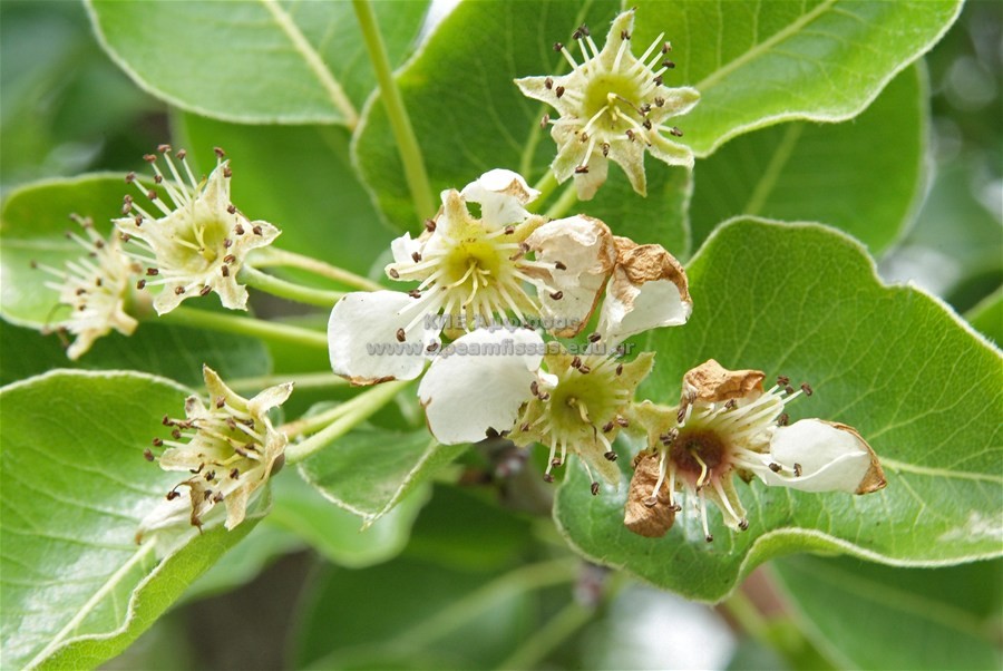 Pyrus communis
