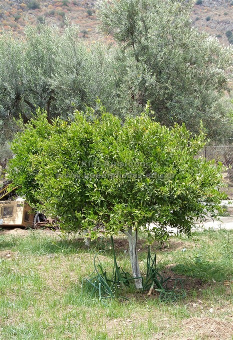 Citrus deliciosa