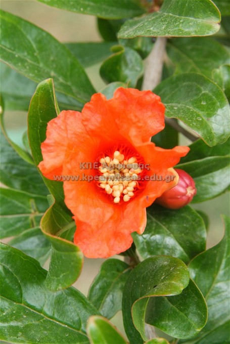 Punica granatum