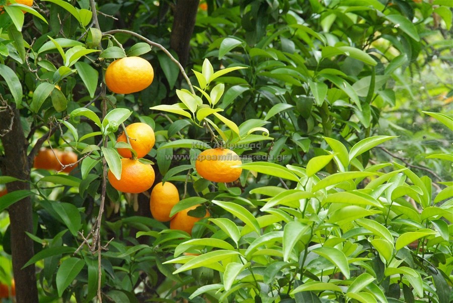 Citrus sinensis