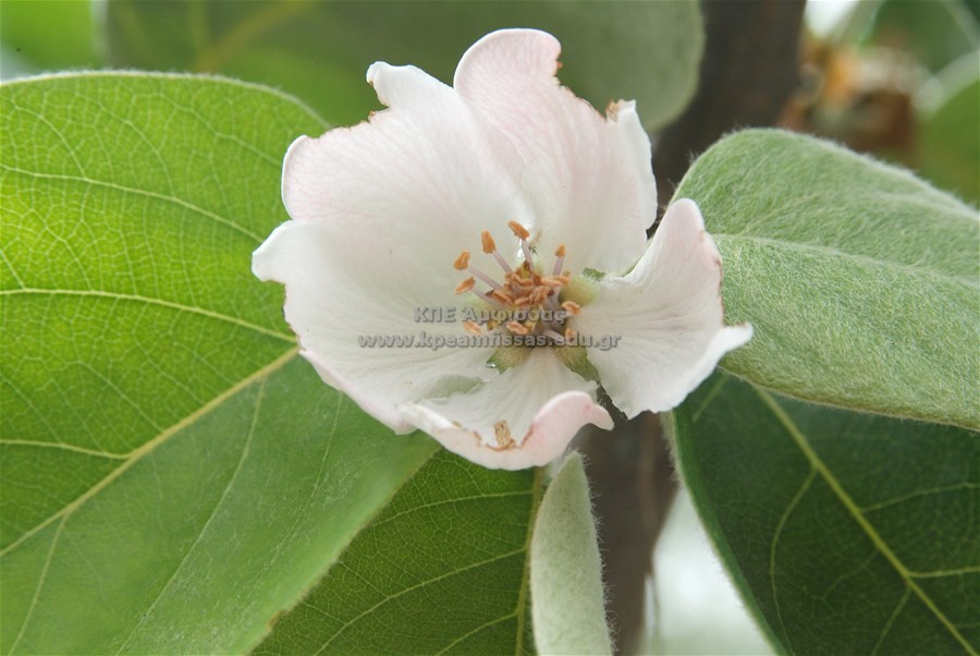 Cydonia oblonga