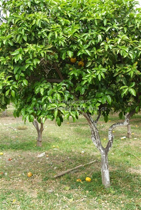 Citrus paradisi