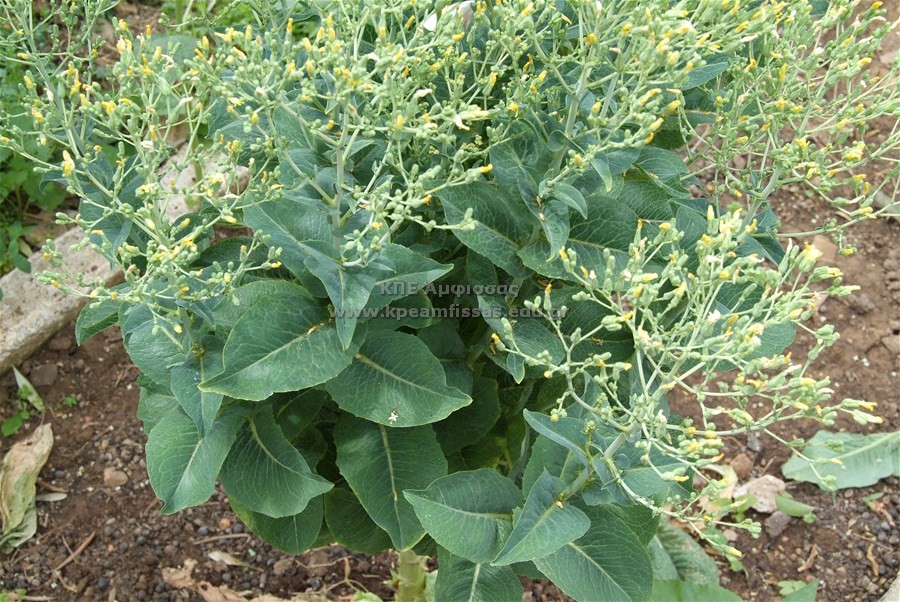 Lactuca sativa
