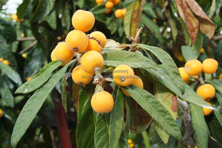 Eriobotrya japonica