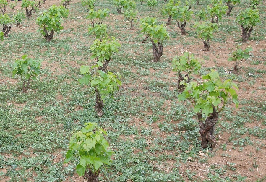 Vitis vinifera