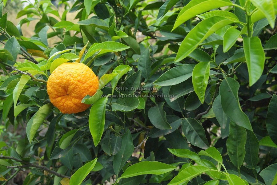 Citrus aurantium