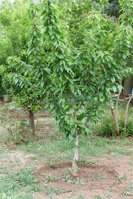 Prunus avium