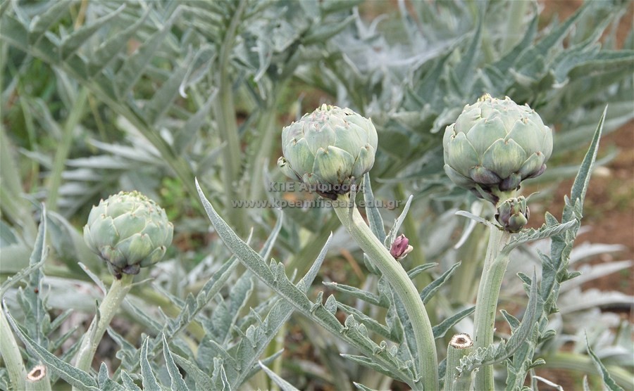 Cynara scolymus