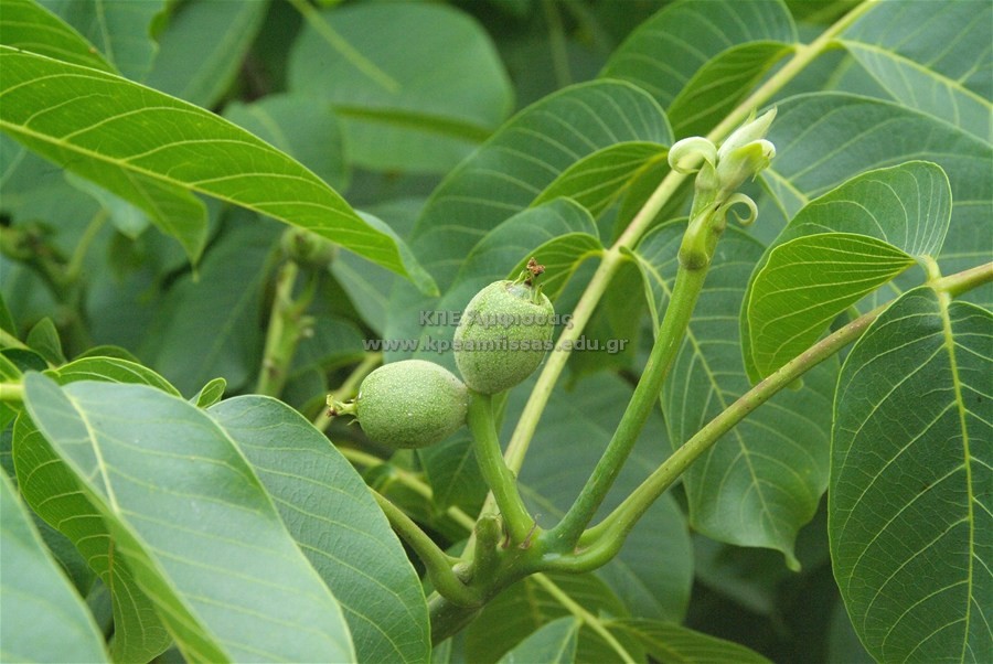 Juglans regia