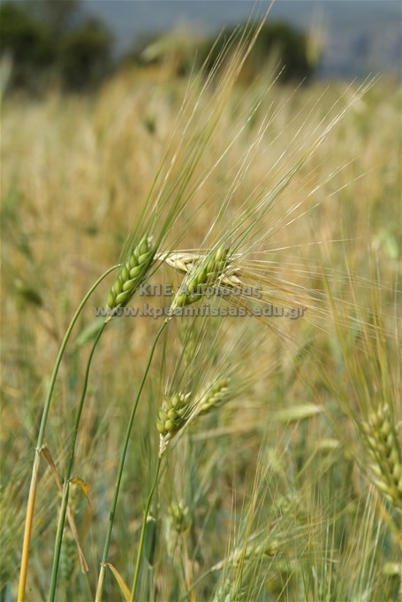 Hordeum sp