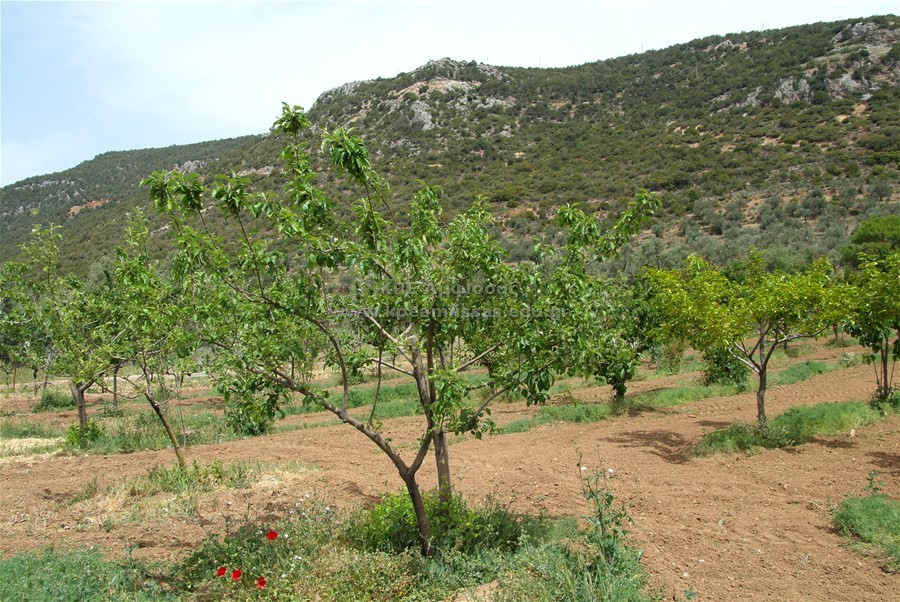 Malus domestica