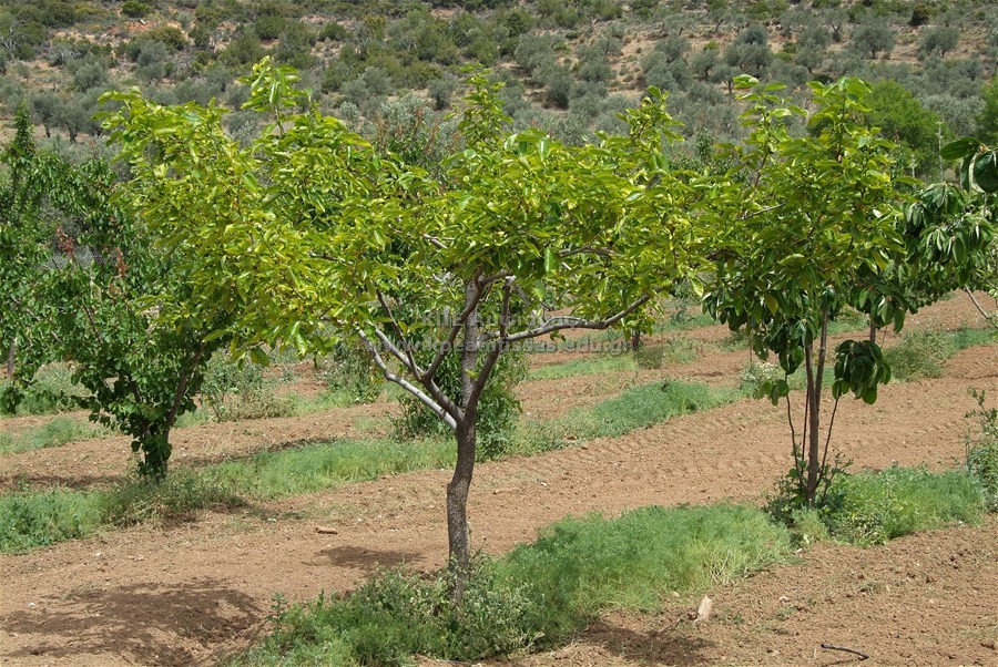 Diospyros kaki