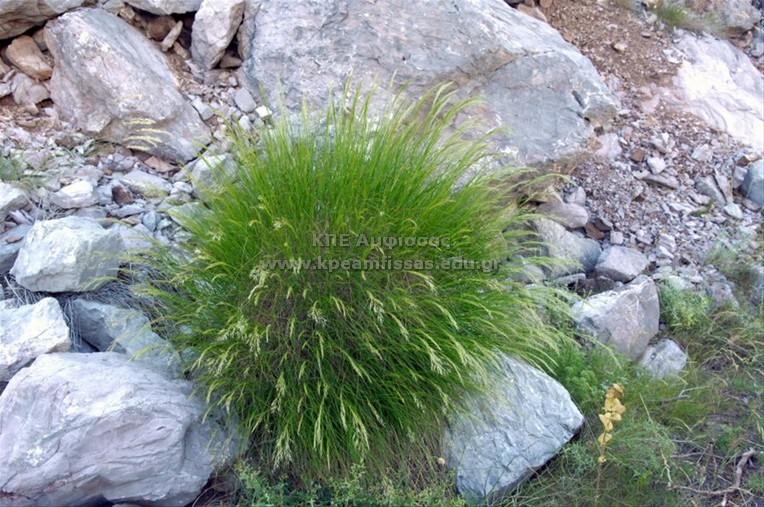 Achnatherum calamagrostis