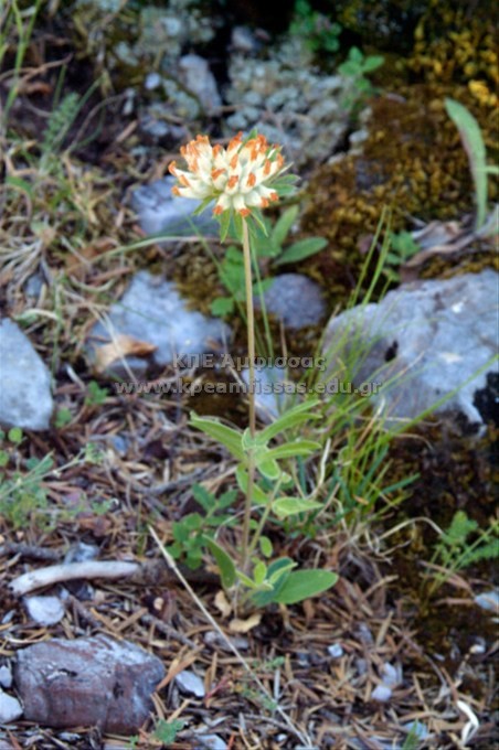 Anthyllis vulneraria