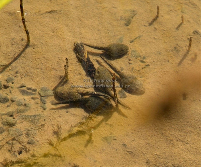 Anura sp.