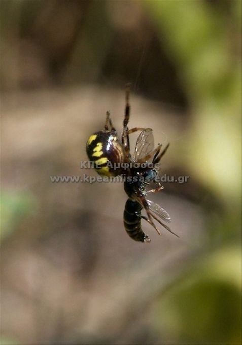 Araneidae sp.