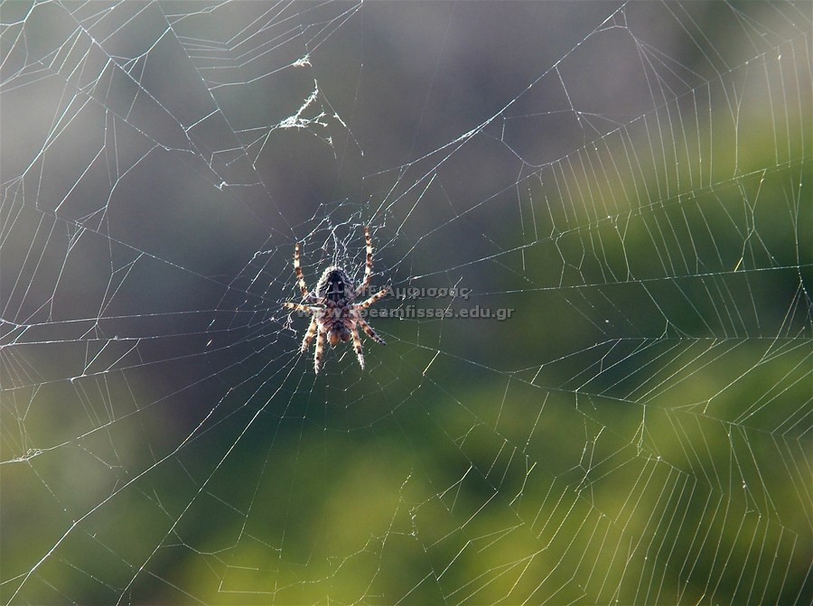 Araneus diadematus