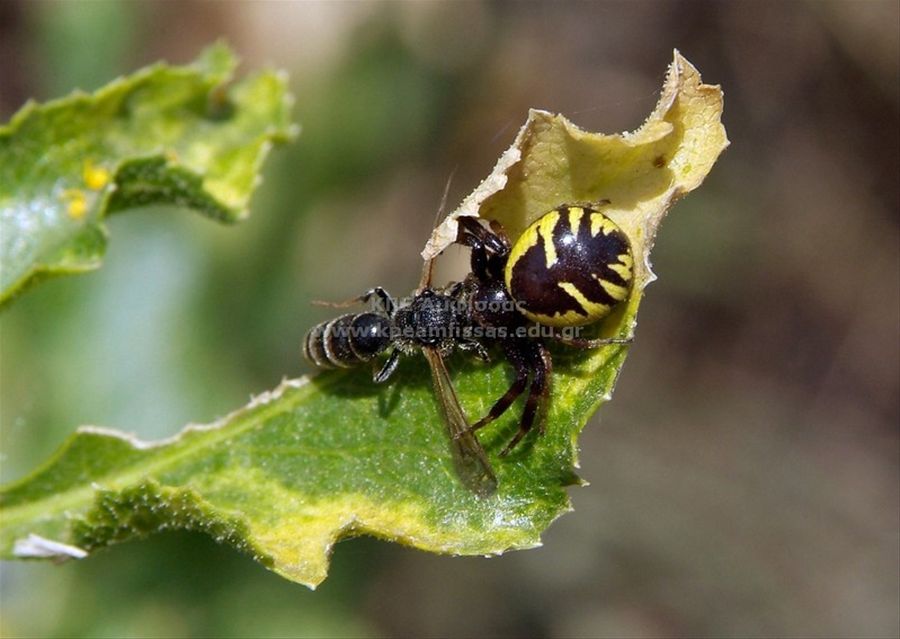 Argiope bruennichi