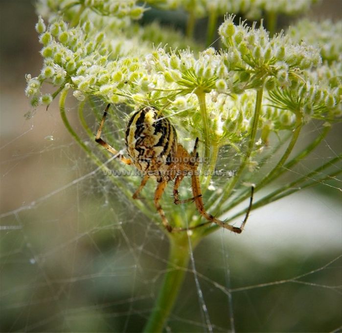 Argiope lobata
