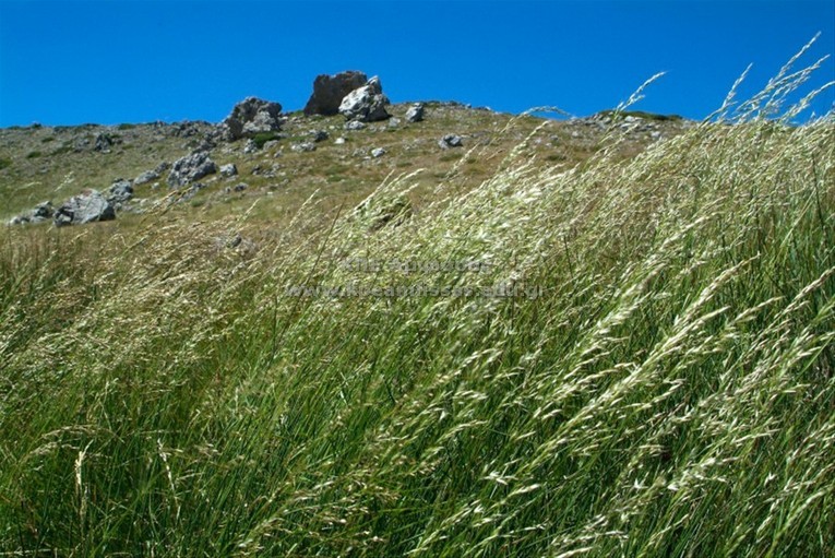Arrhenatherum elatius