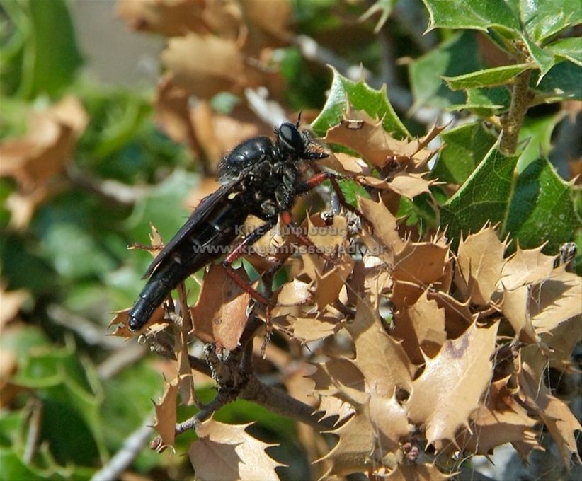 Asilidae sp.