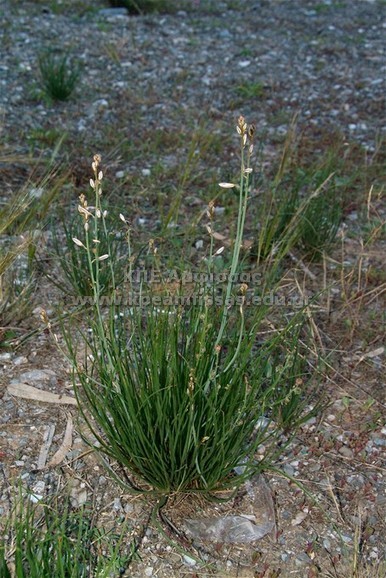 Asphodelus fistulosus