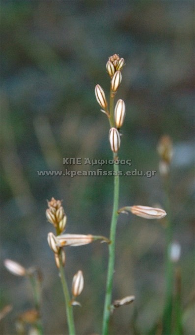 Asphodelus tenuifolius