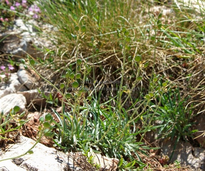 Aurinia leucadea