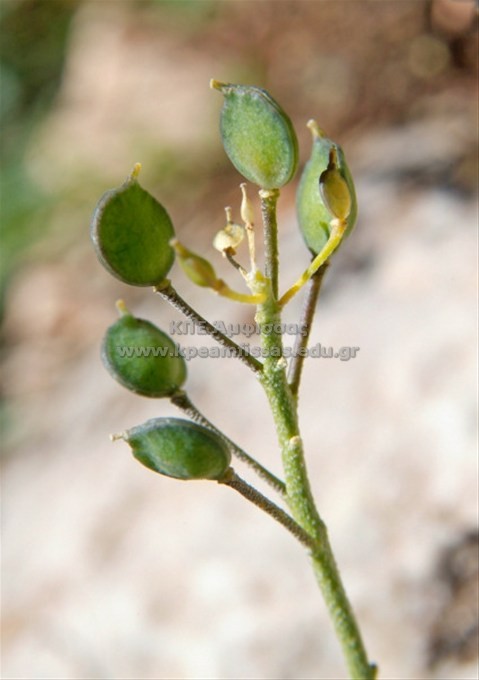 Aurinia saxatilis