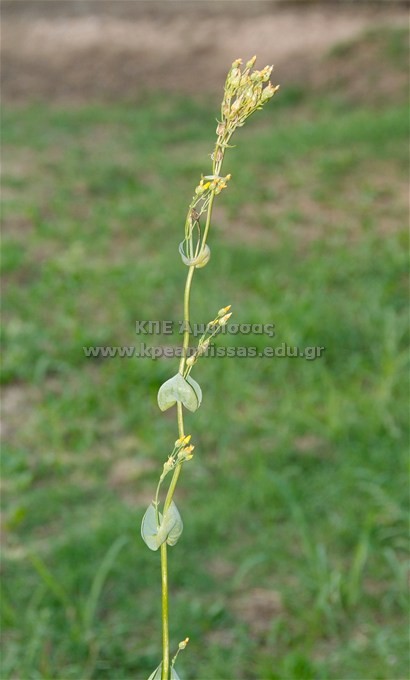 Blackstonia perfoliata