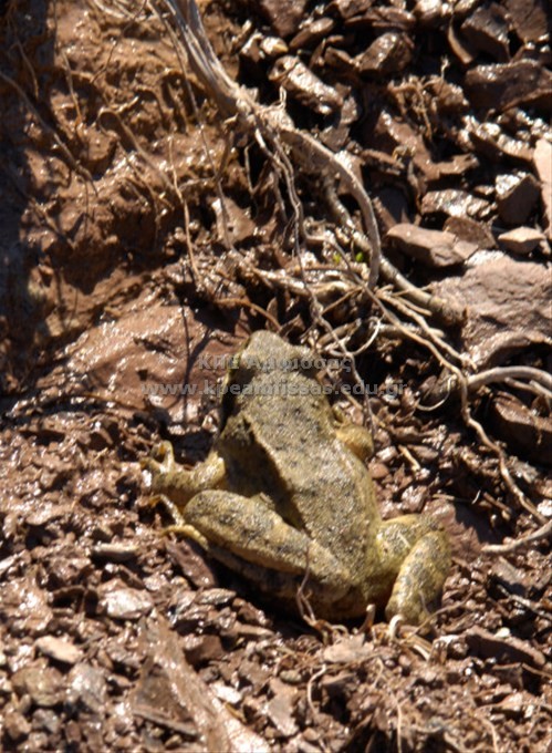 Bufo bufo