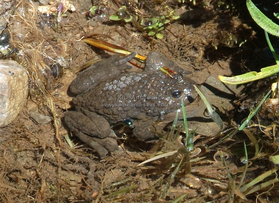 Bufonidae sp.
