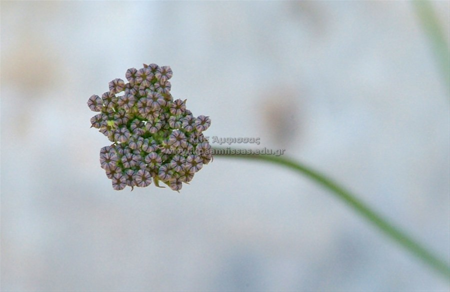 Bupleurum petraeum