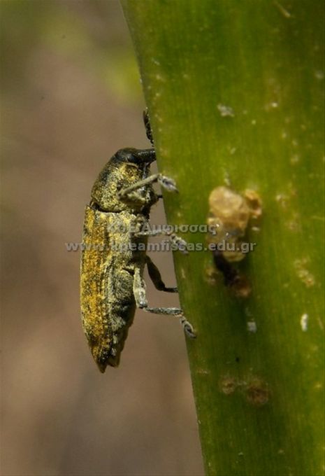 Buprestidae sp.