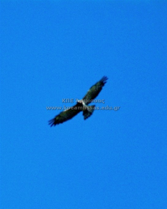 Buteo buteo
