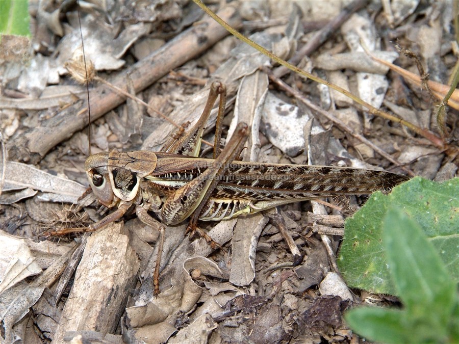 Calliptamus italicus