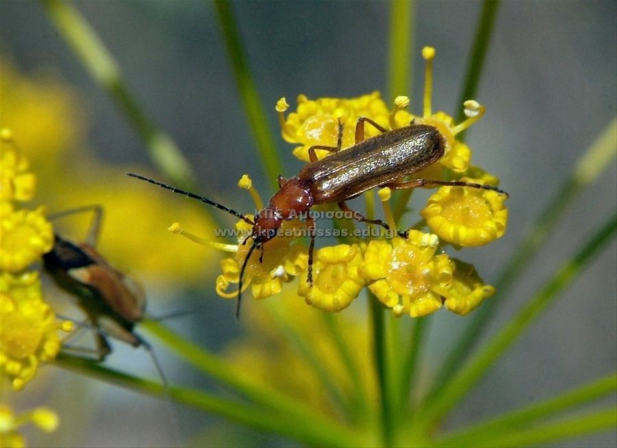 Cantharidae sp.