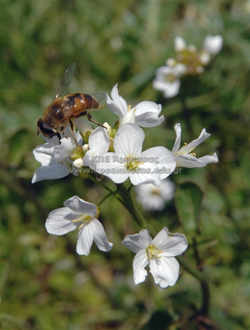 Cardamine pratensis