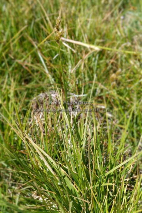 Carex leporina