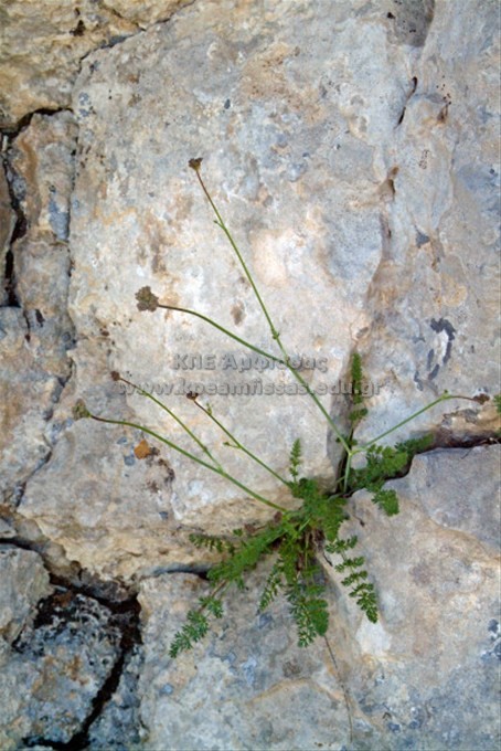 Carum appuanum
