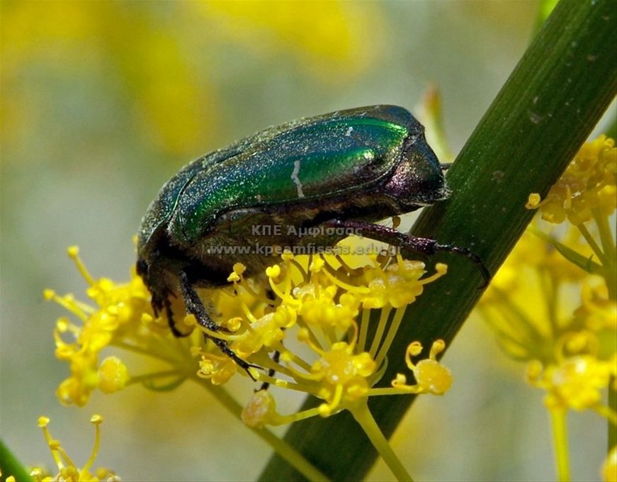 Cetonia aurata