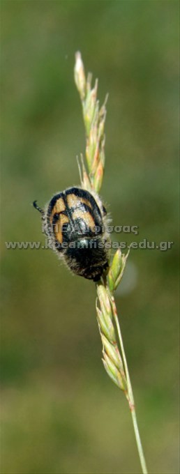 Chrysomelidae sp.