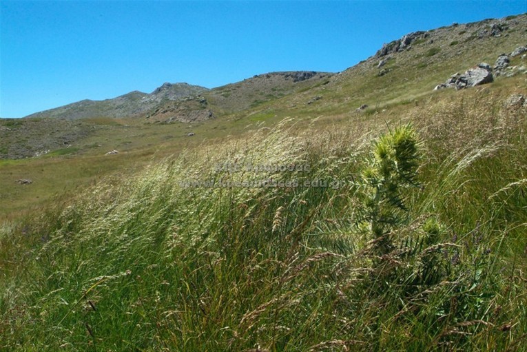 Cirsium spinosissimum
