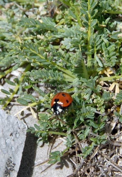 Coccinella septempunctata