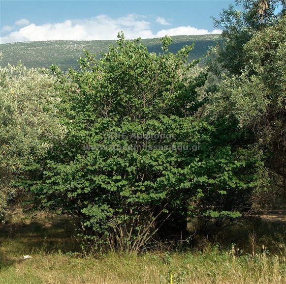 Corylus avellana